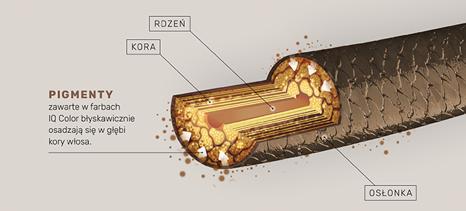 System IQ Color stworzony został w oparciu o przełomową w koloryzacji włosów Inteligentną Technologię Lamelarną Najnowsze osiągnięcia technologiczne, w połączeniu z doświadczeniem na rynku profesjonalnych farb do włosów, pozwoliły na zaprojektowanie produktów, których formuły, wpływają na przyspieszenie procesu koloryzacji. Pigmenty zawarte w farbach IQ Color precyzyjnie i w ekspresowym tempie przenikają w wewnętrzne warstwy włosa, osadzając się w głębi jego kory.