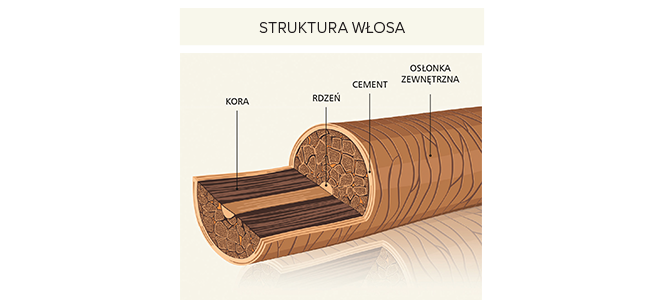 Łodyga włosa, czyli jego zewnętrzna część, składa się z trzech elementów: umieszczonego w głębi rdzenia, okrywającej go kory i zewnętrznej osłonki. Ta ostatnia pełni funkcję ochronną i ma charakterystyczną budowę w postaci nachodzących na siebie łusek. Stopień ich rozchylenia pozwala określić porowatość i determinuje w dużej mierze poziom oddziaływania substancji aktywnych zawartych w kosmetykach pielęgnacyjnych.